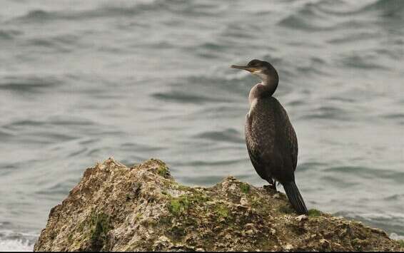 צילום: יהונתן מירב, החברה להגנת הטבע